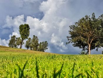 Scenic view of agricultural field against sky