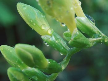 Close-up of wet plant leaves during rainy season