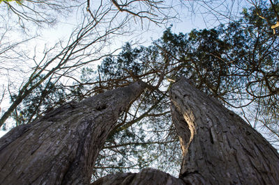 Low angle view of bare trees against sky