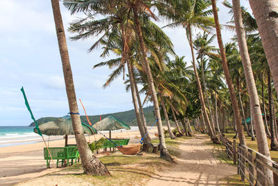 Walkway amidst palm trees at beach