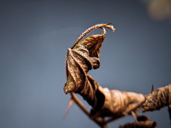 Close-up of dry leaf on twig