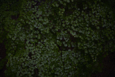 Full frame shot of flowering plants in forest