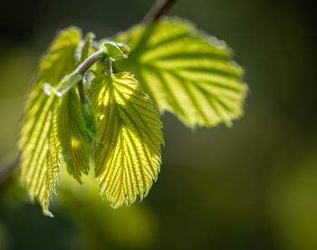 Close-up of green leaves