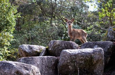 Elephant standing on rock in forest