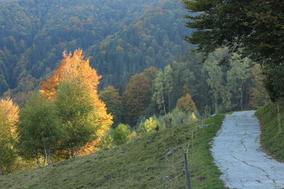 Trees growing in forest during autumn