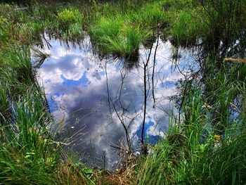 Reflection of trees on water