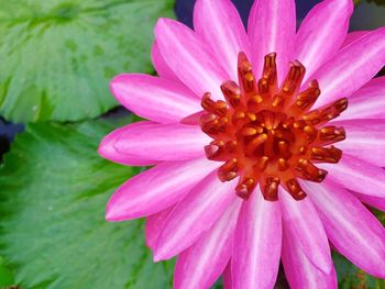 Close-up of pink flower blooming outdoors