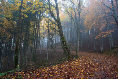 Trees growing in forest during autumn