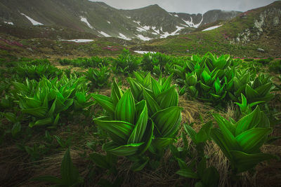 Plants growing on field