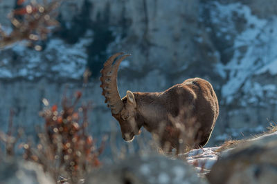 Side view of deer