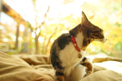 A tabby cat yawning against the background of autumn leaves