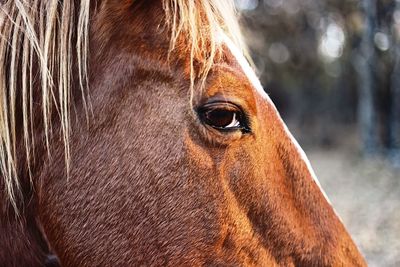 Close-up of horse