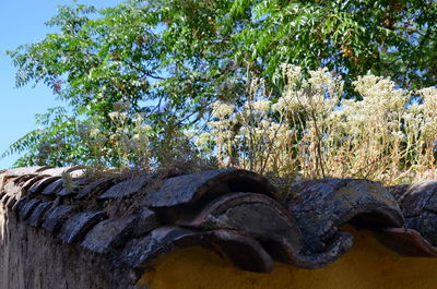 Low angle view of tree against sky
