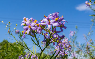 Close-up of purple flowering plant against blue sky