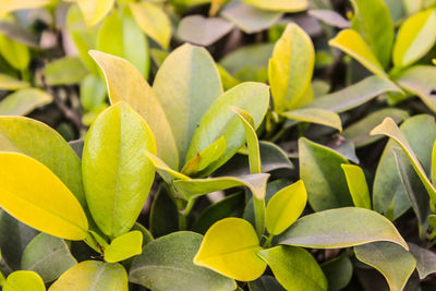 Close-up of yellow leaves