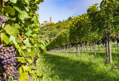 Tree growing in field