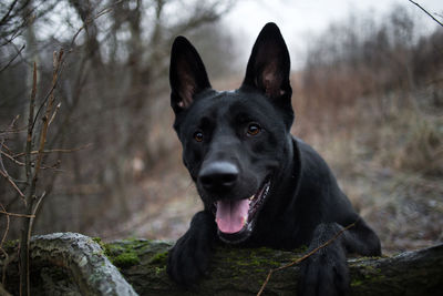 Close-up portrait of a dog in the forest