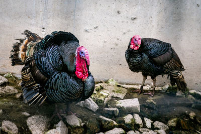 Close-up of rooster