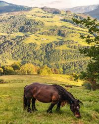 Horse in a field