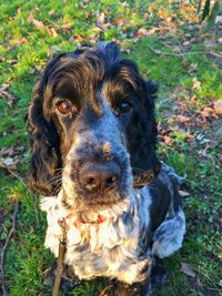 Portrait of dog on field