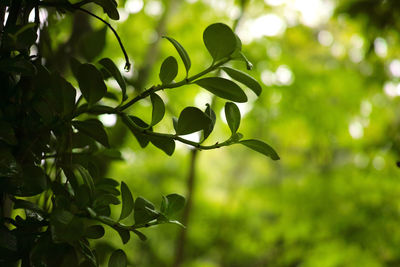 Close-up of leaves