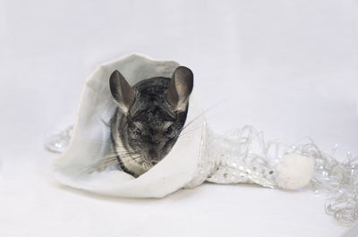 Close-up of a cat over white background