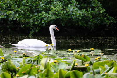 Mute swan swimming in a calm green lake among lily pads and yellow water lilies, cygnus olor