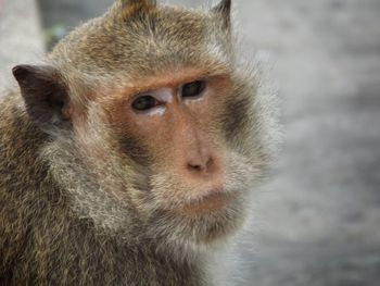 Close-up portrait of monkey