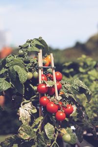 Tomatoes growing outdoors