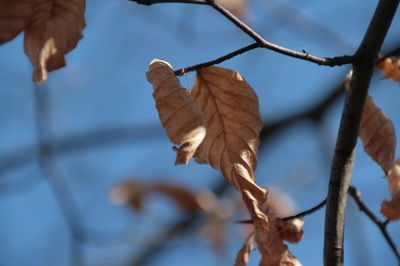 Close-up of dried leaves on tree