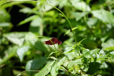 Close-up of butterfly on plant