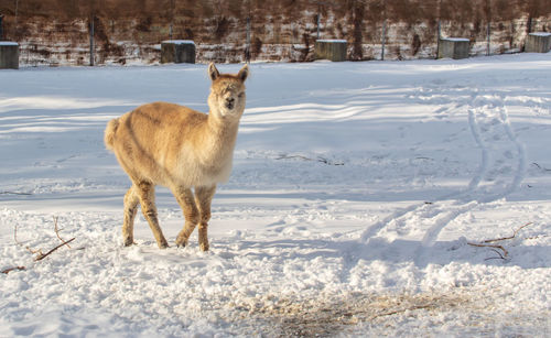 Lama standing on snow covered field