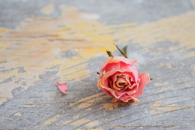 Close-up of rose roses