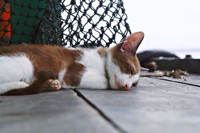 Close-up of cat sleeping on fence