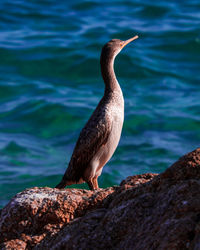 Close-up of bird perching on rock by sea