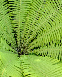 Full frame shot of palm tree leaves