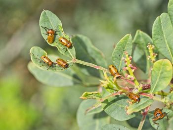 Close-up of insect on plant