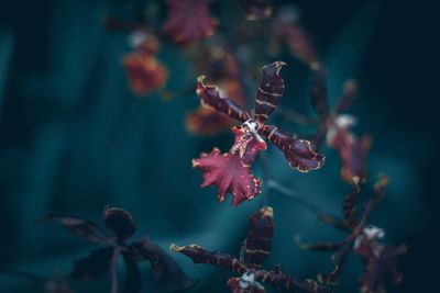 Close-up of flowering plant against blurred background