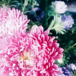 Close-up of pink flowers