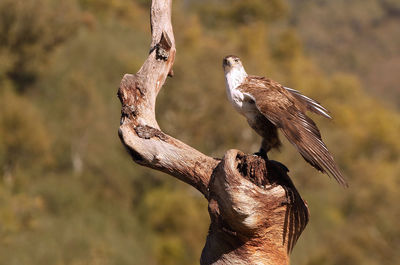 Close-up of birds perching on branch