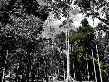 Low angle view of trees in forest