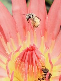 Close-up of bee on flower