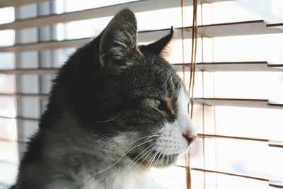 Close-up of cat by window blinds