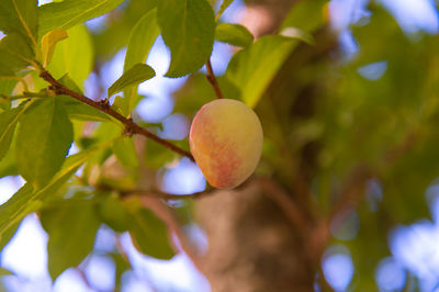 Low angle view of fruits growing on tree