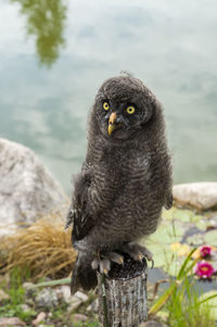 Close-up of owl perching on wooden post