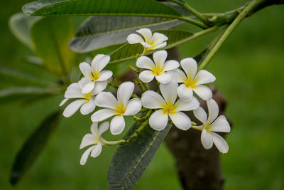 Close-up of frangipani plant