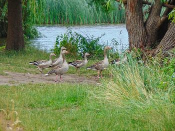 Flock of birds in the lake
