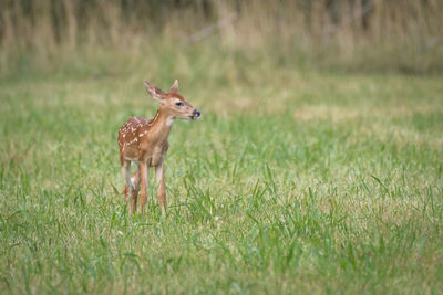 Deer in a field