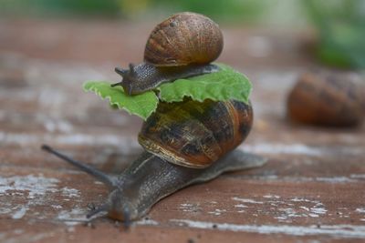 Close-up of snail on leaf