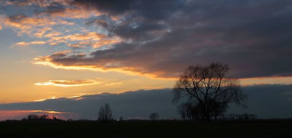 Silhouette of trees at sunset